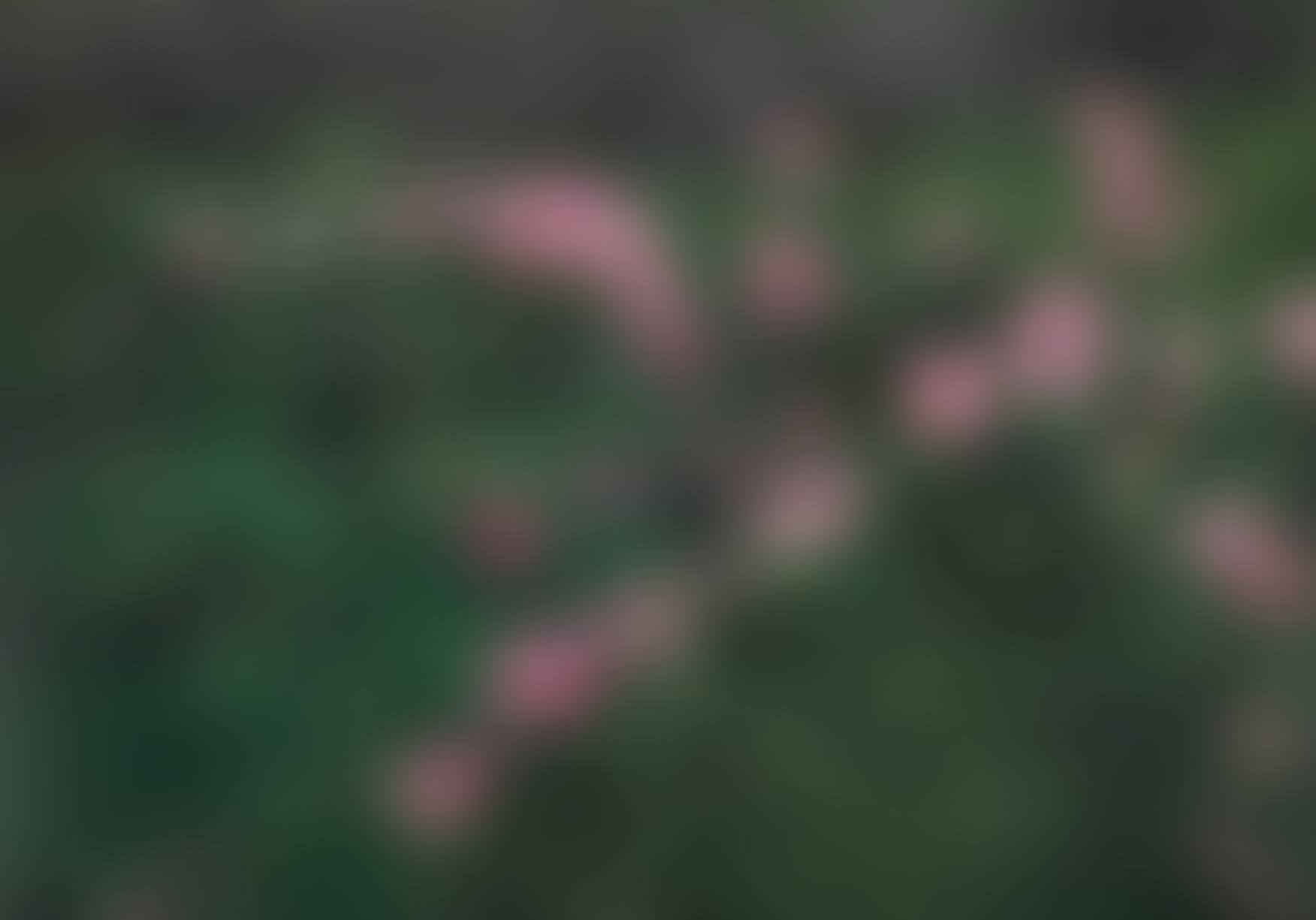 LARGE ROSE PAINTING (NEAR VAN GOGH'S GRAVE) (preview)