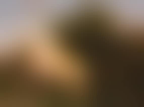 Waldlandschaft mit Teich (preview)