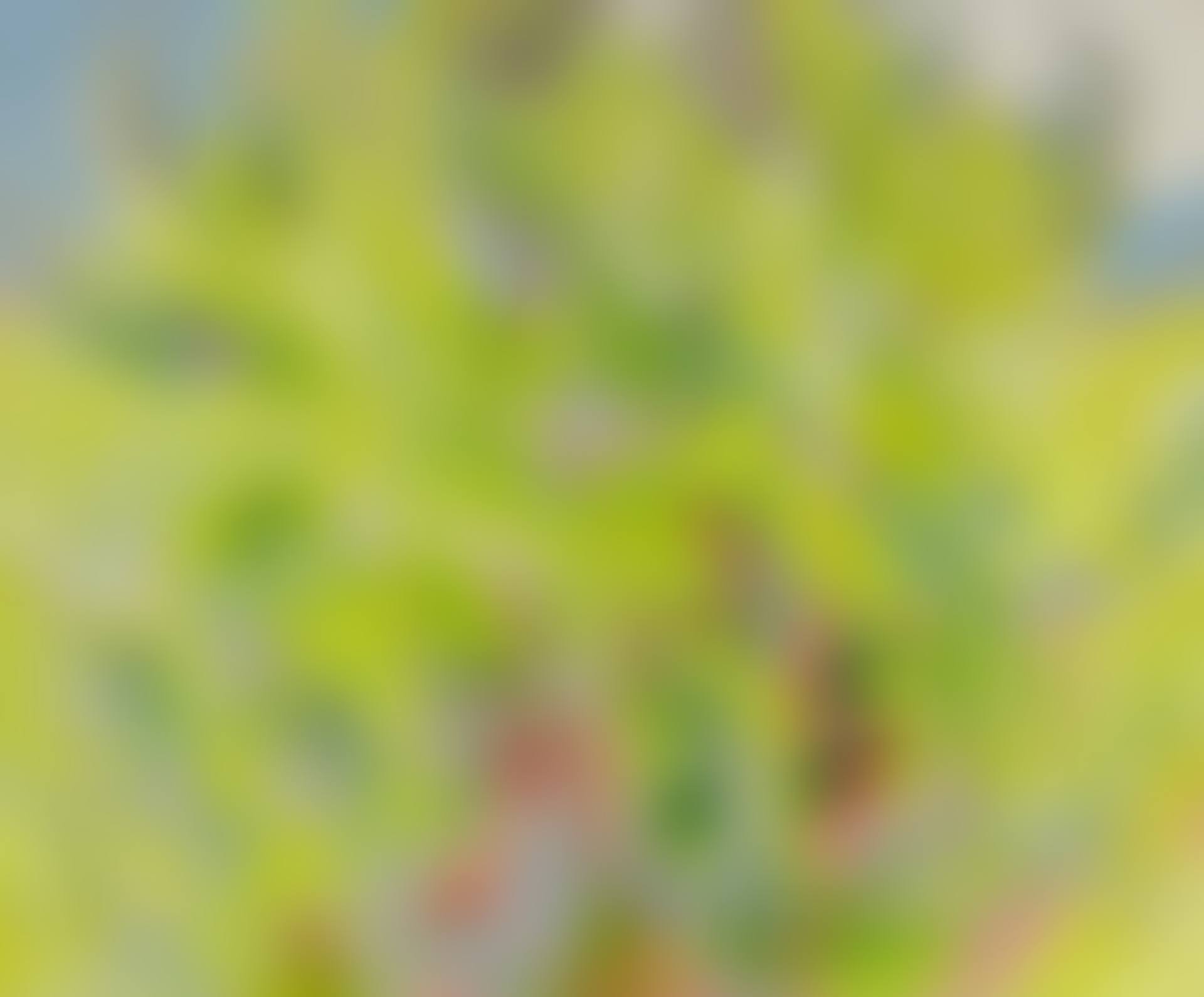 COTTONWOOD TREE IN SPRING (preview)