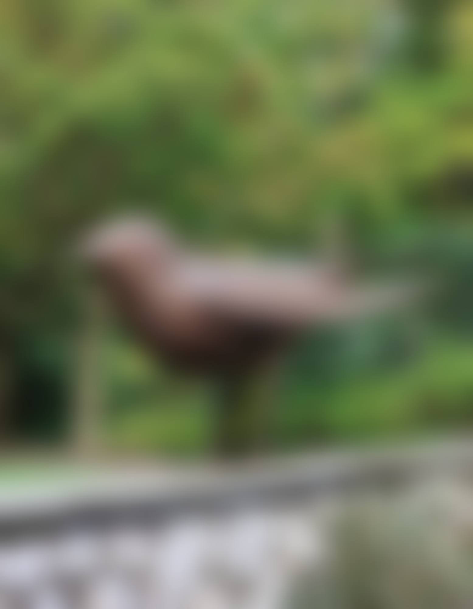 "OISEAU DE JARDIN" (preview)