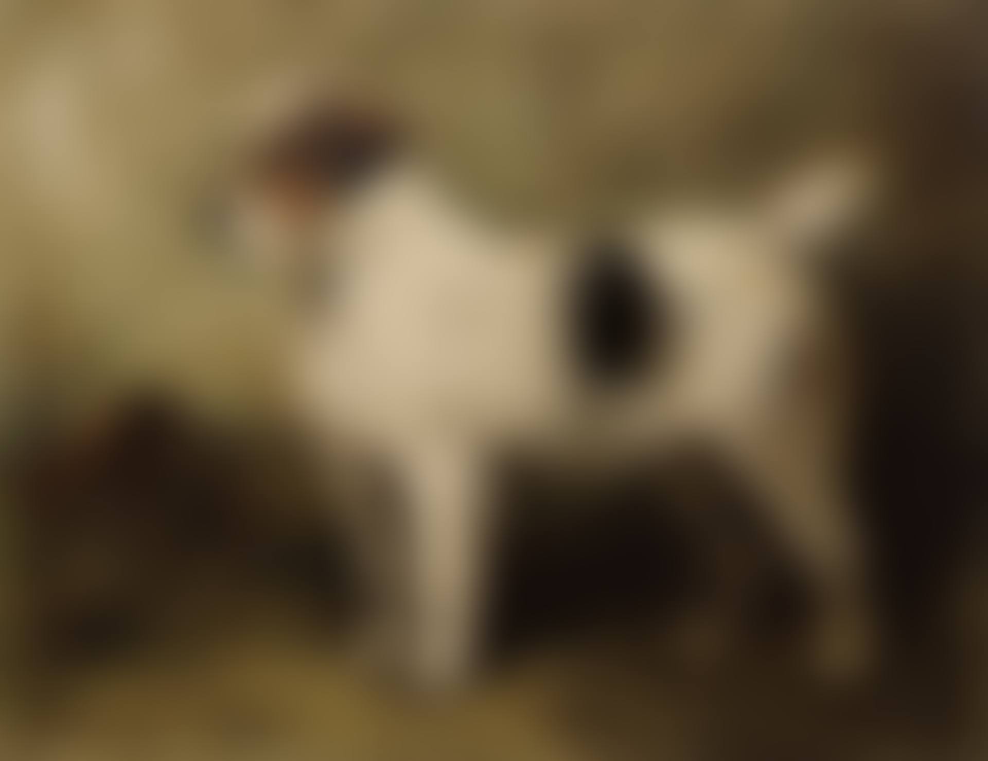Terrier in a Garden (preview)