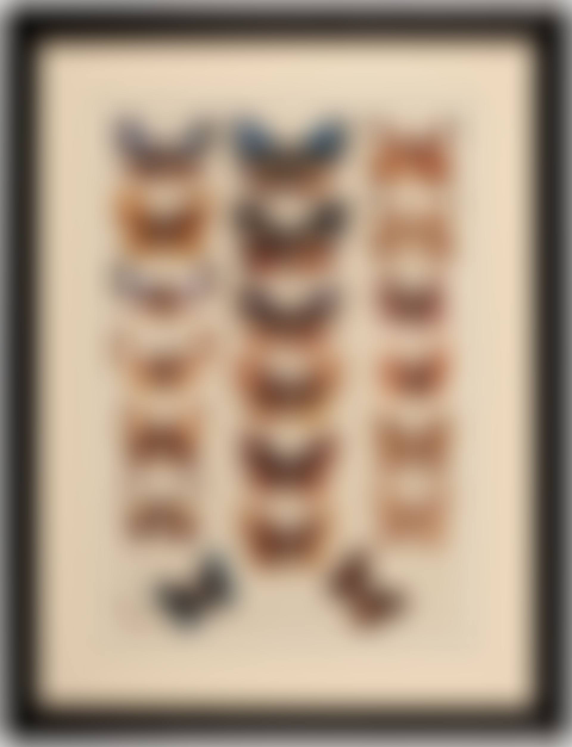 STUDIES OF BUTTERFLIES (preview)
