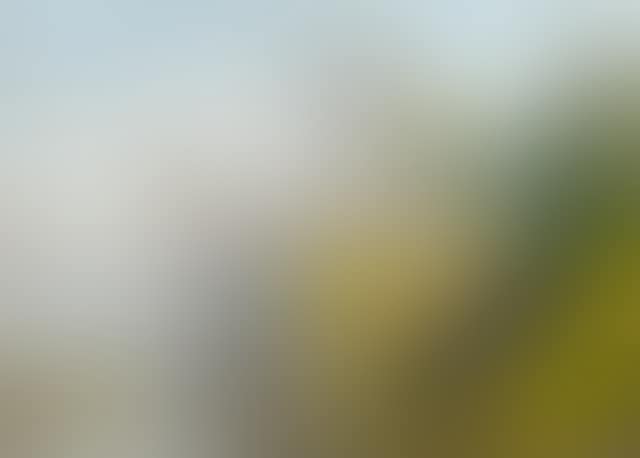 Everglade Landscape (preview)