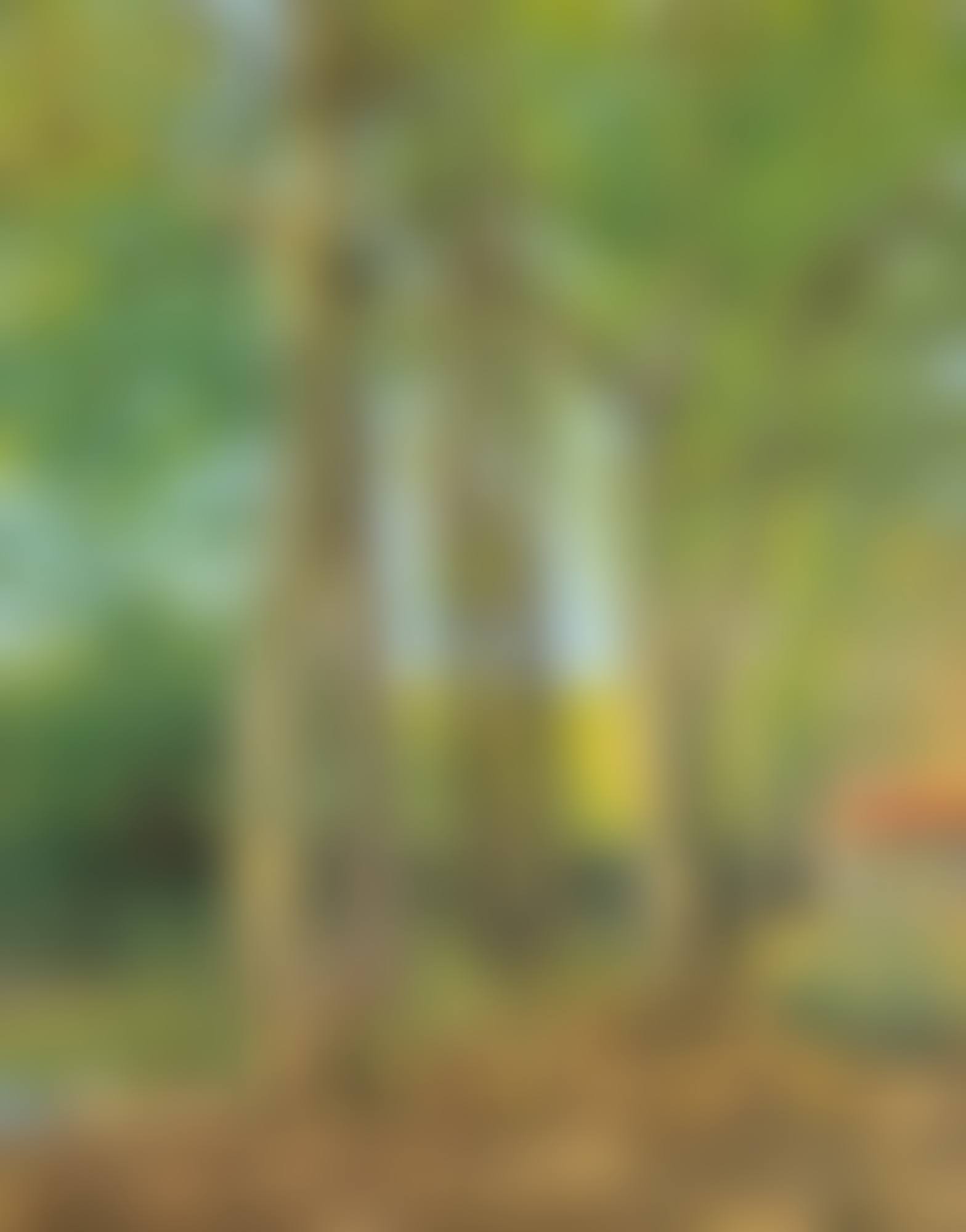 PAYSAGE AUX GRANDS ARBRES (preview)