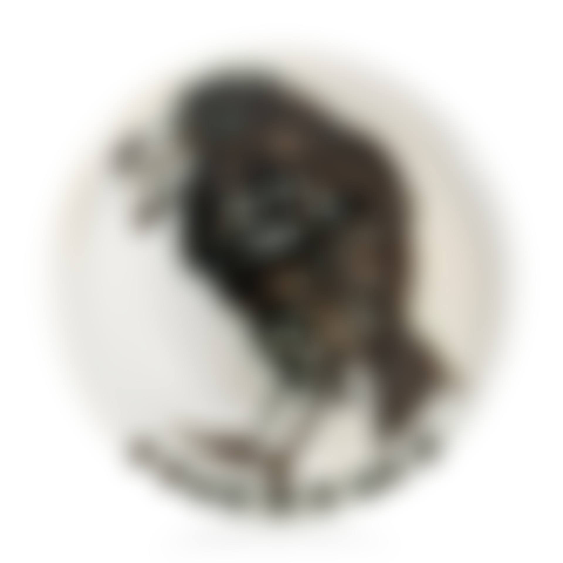 Oiseau au ver (A.R. 172) (preview)