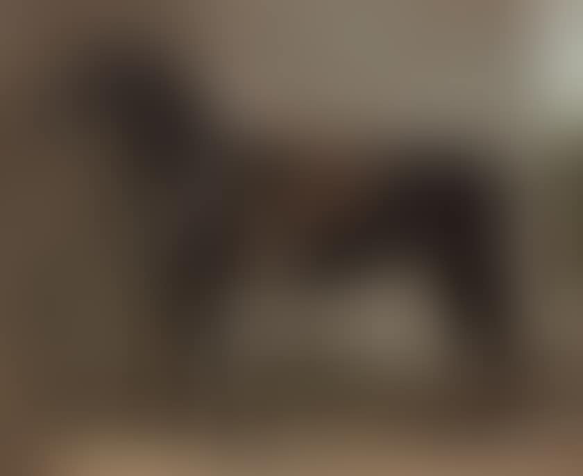 Black horse saddled (preview)