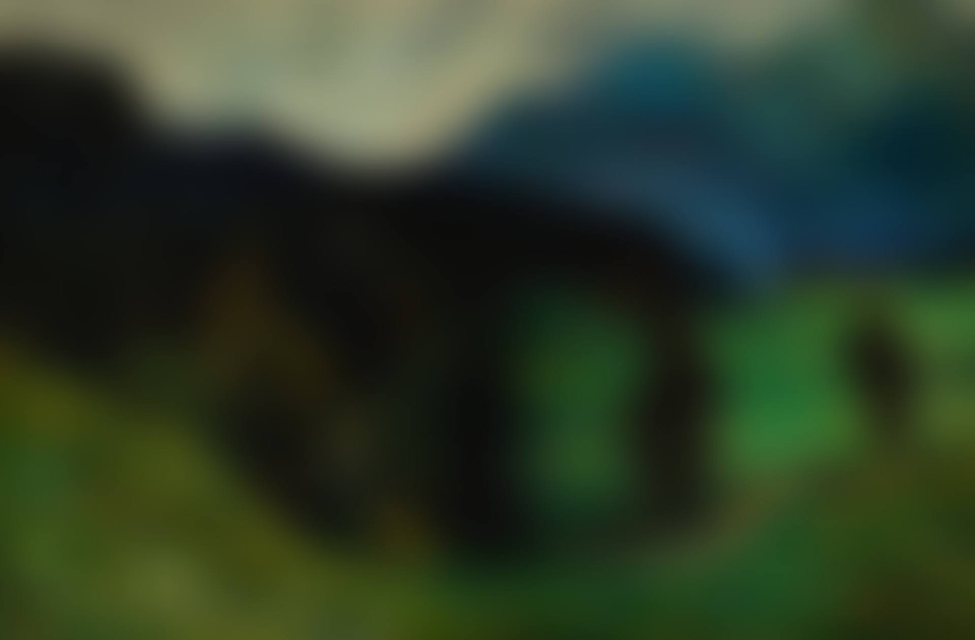 KOCHEL—GEBIRGLANDSCHAFT MIT TANNEN (KOCHEL—MOUNTAINS WITH FIRS) (preview)