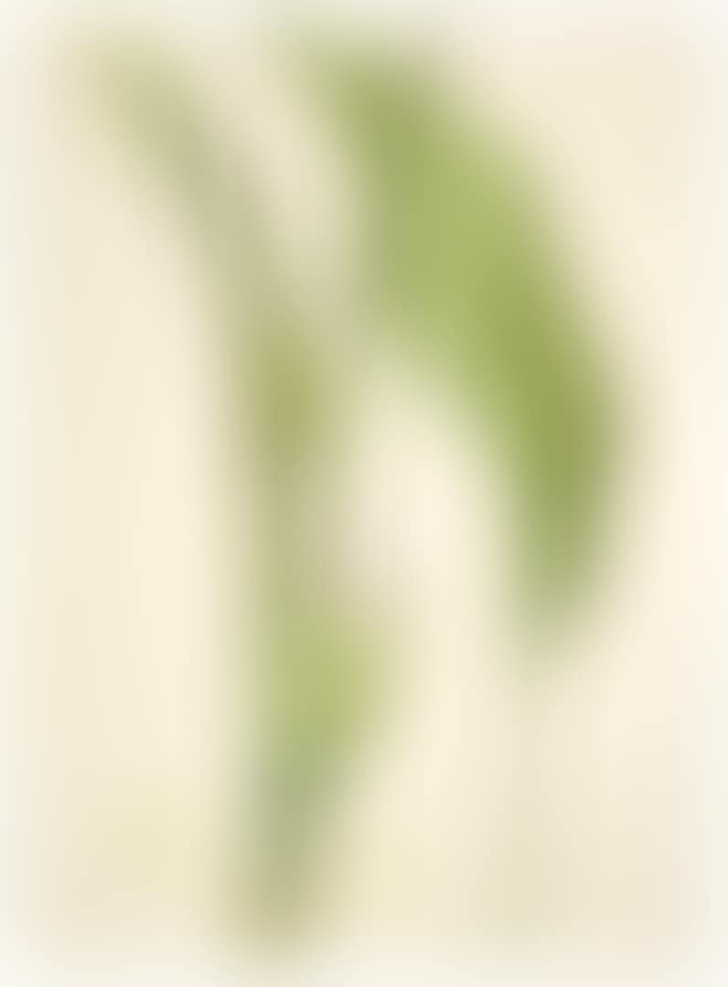 CURCUMA LONG (CURCUMA LONGA) (preview)