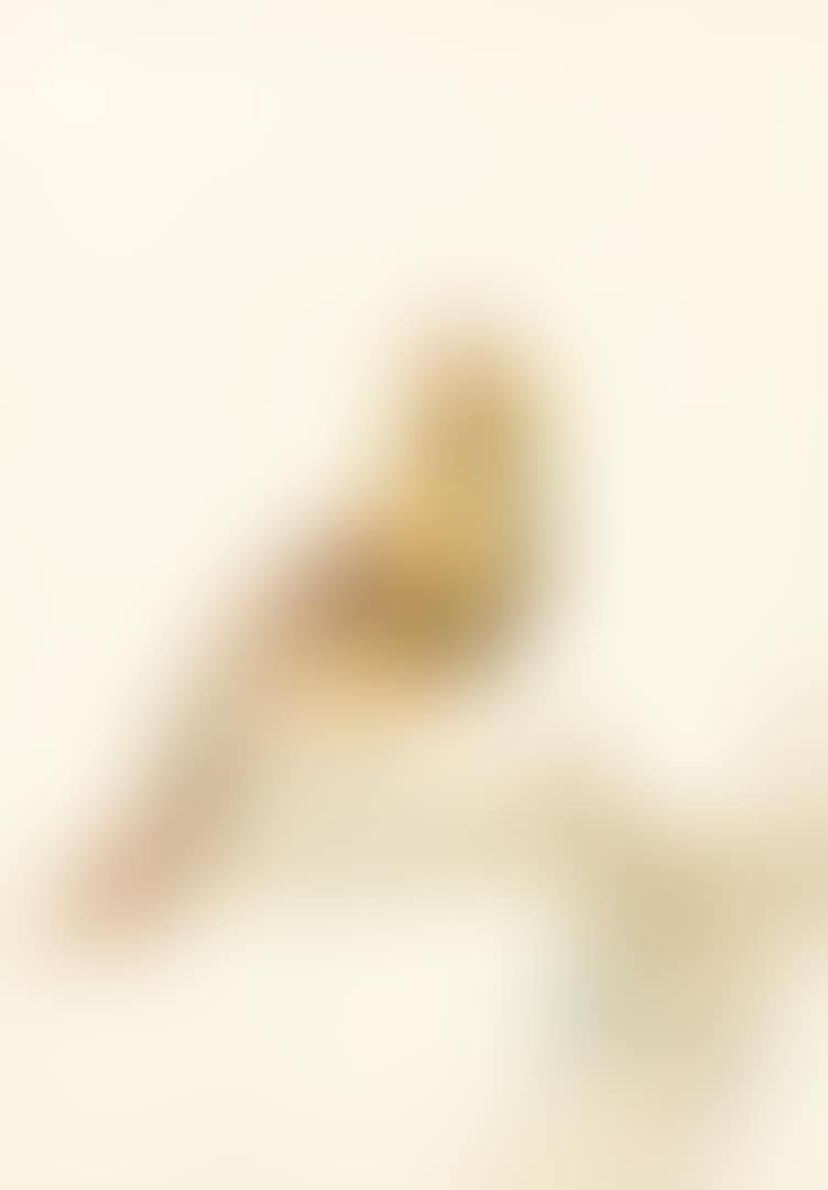 A FEMALE COMMON CARDINAL (CARDINALIS CARDINALIS) (preview)
