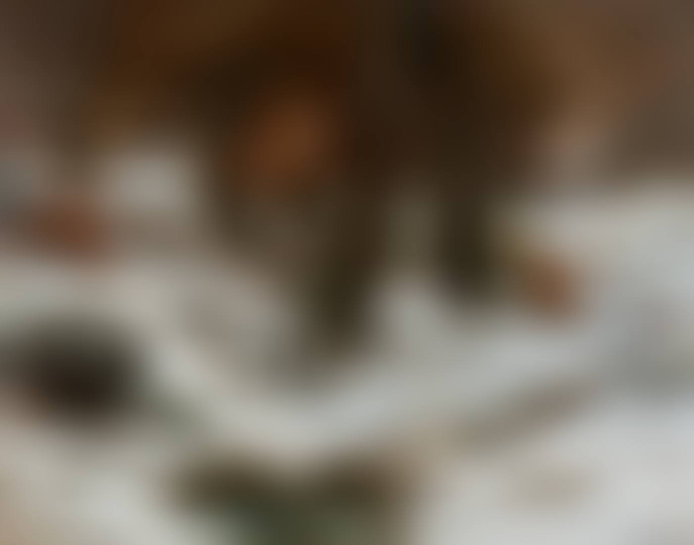 Paysage de neige avec arbres et rochers (preview)