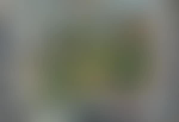 Sapinage (preview)