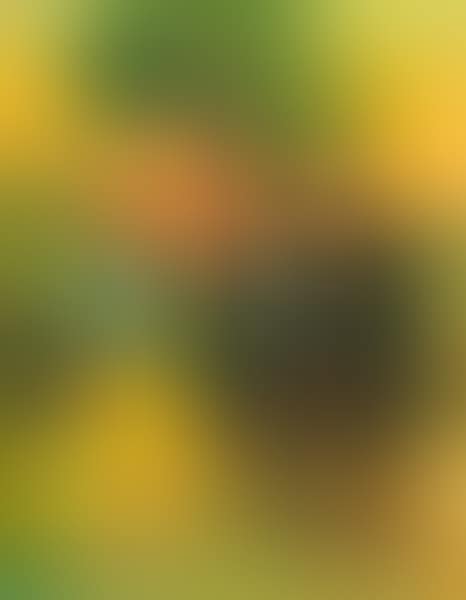Mondana (preview)