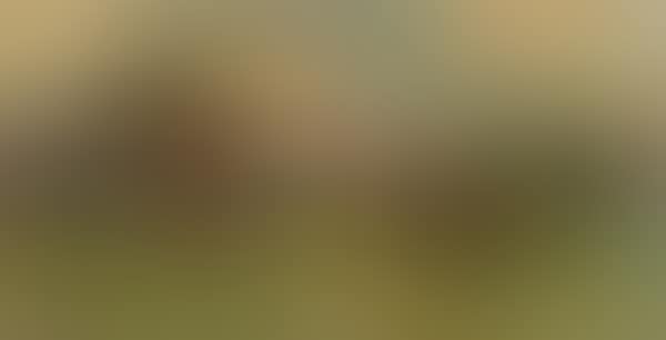 Maremma (preview)