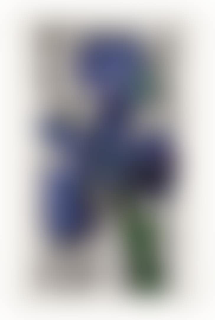 Dutch Iris (preview)