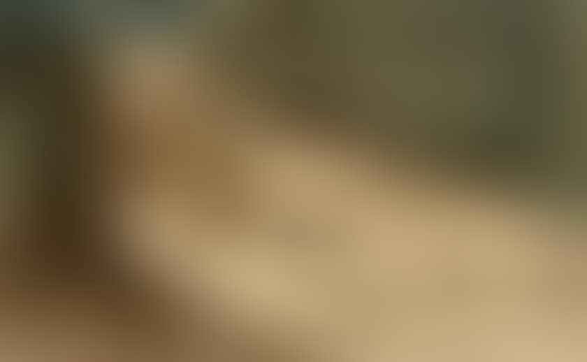 Horse carriage in a forest (preview)