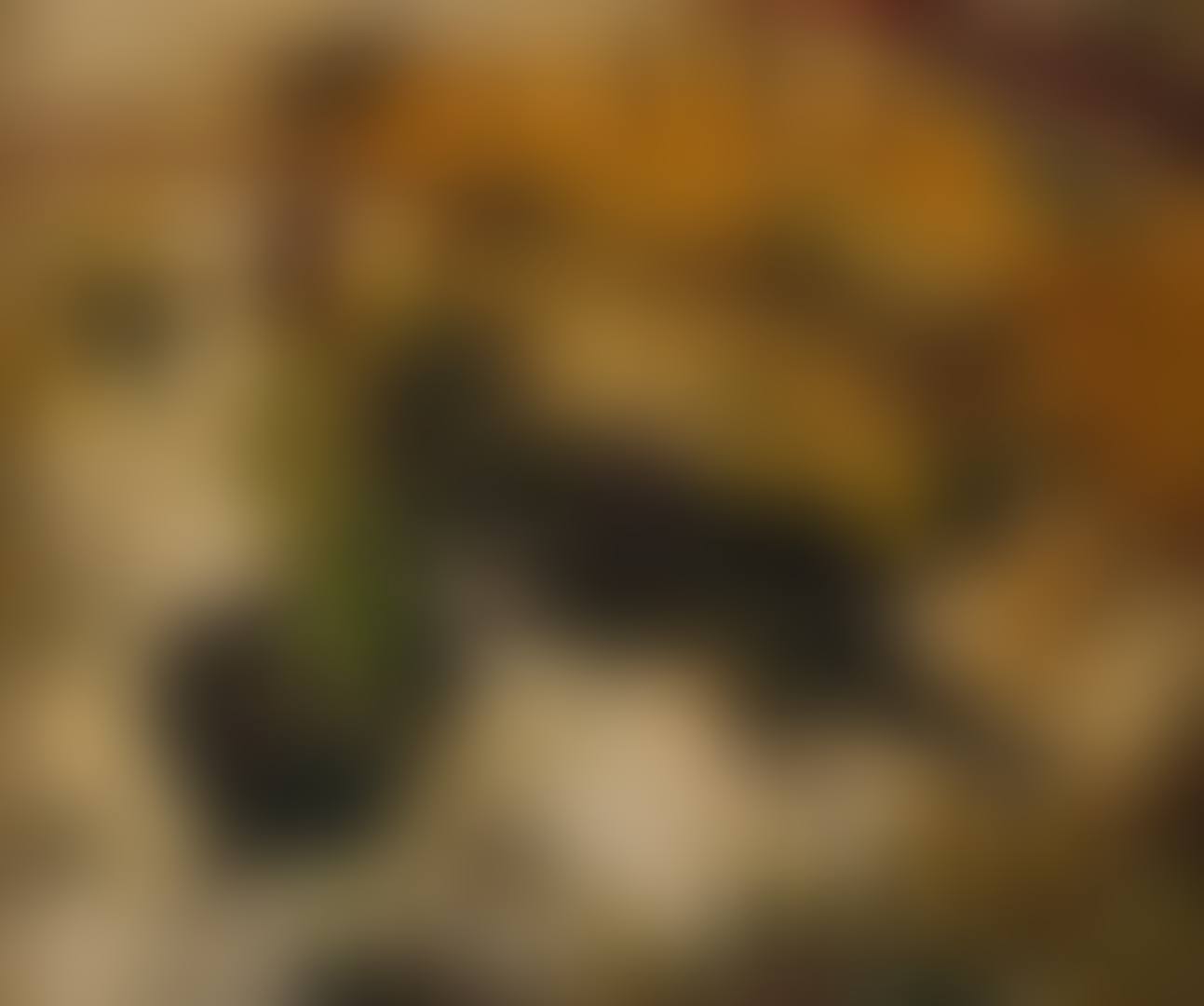MATADOR (preview)