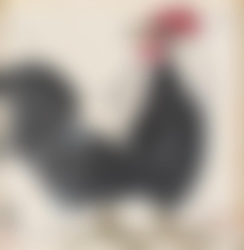 Rooster (preview)