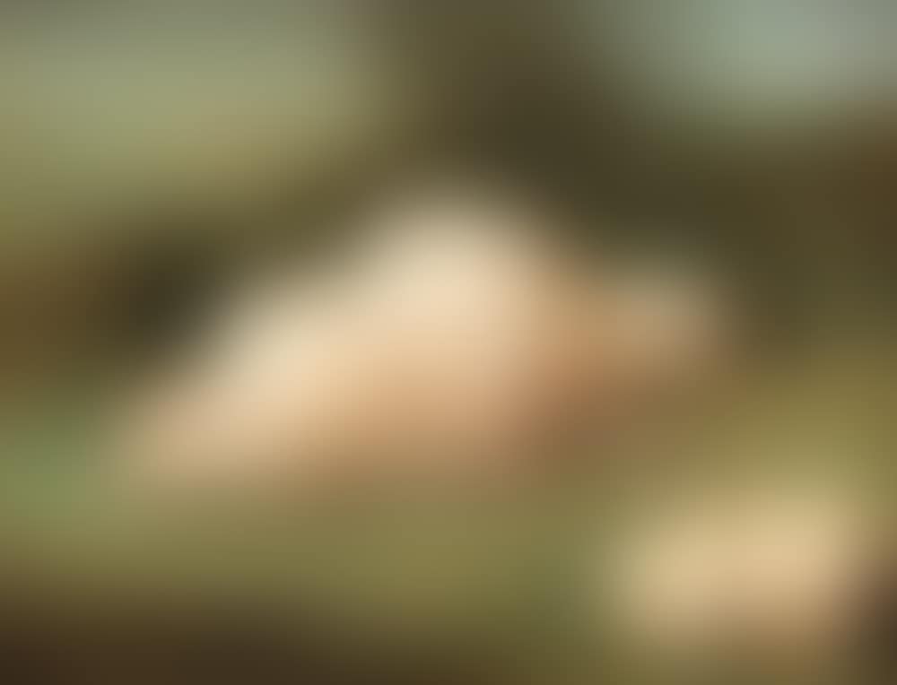 A sheep and a shorn fleece (preview)