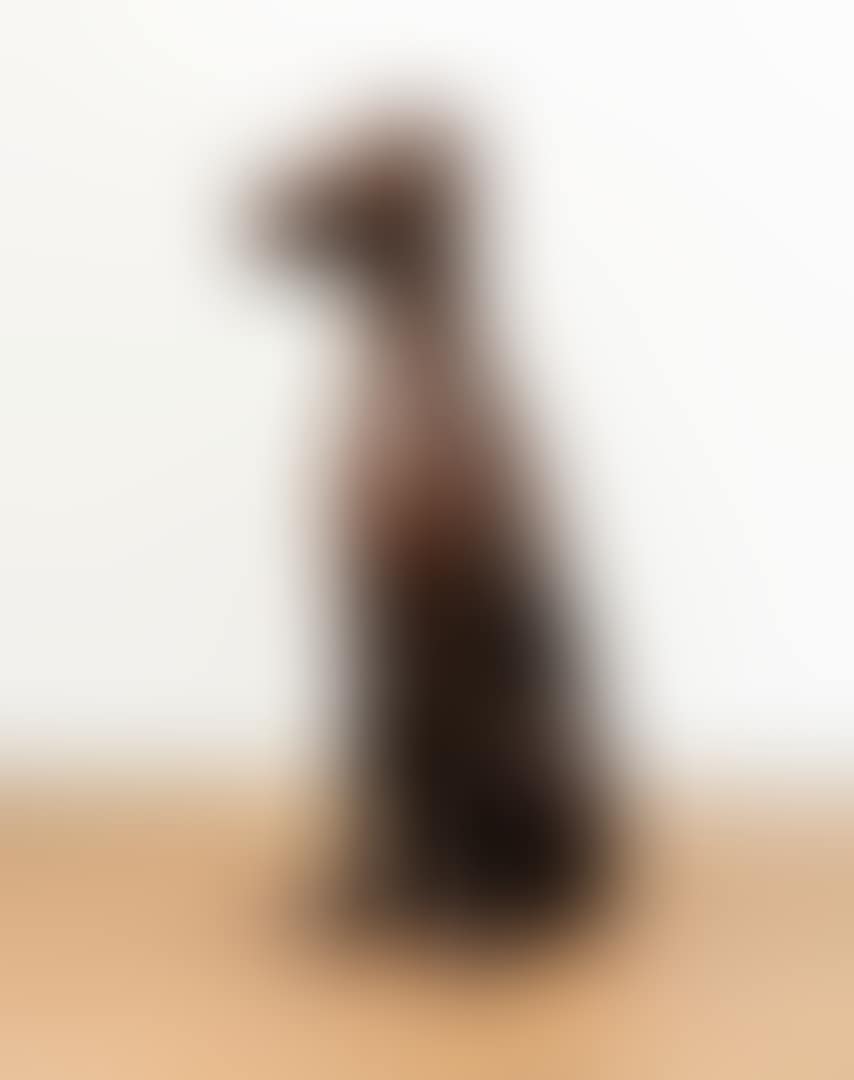 CHIEN ASSIS (preview)