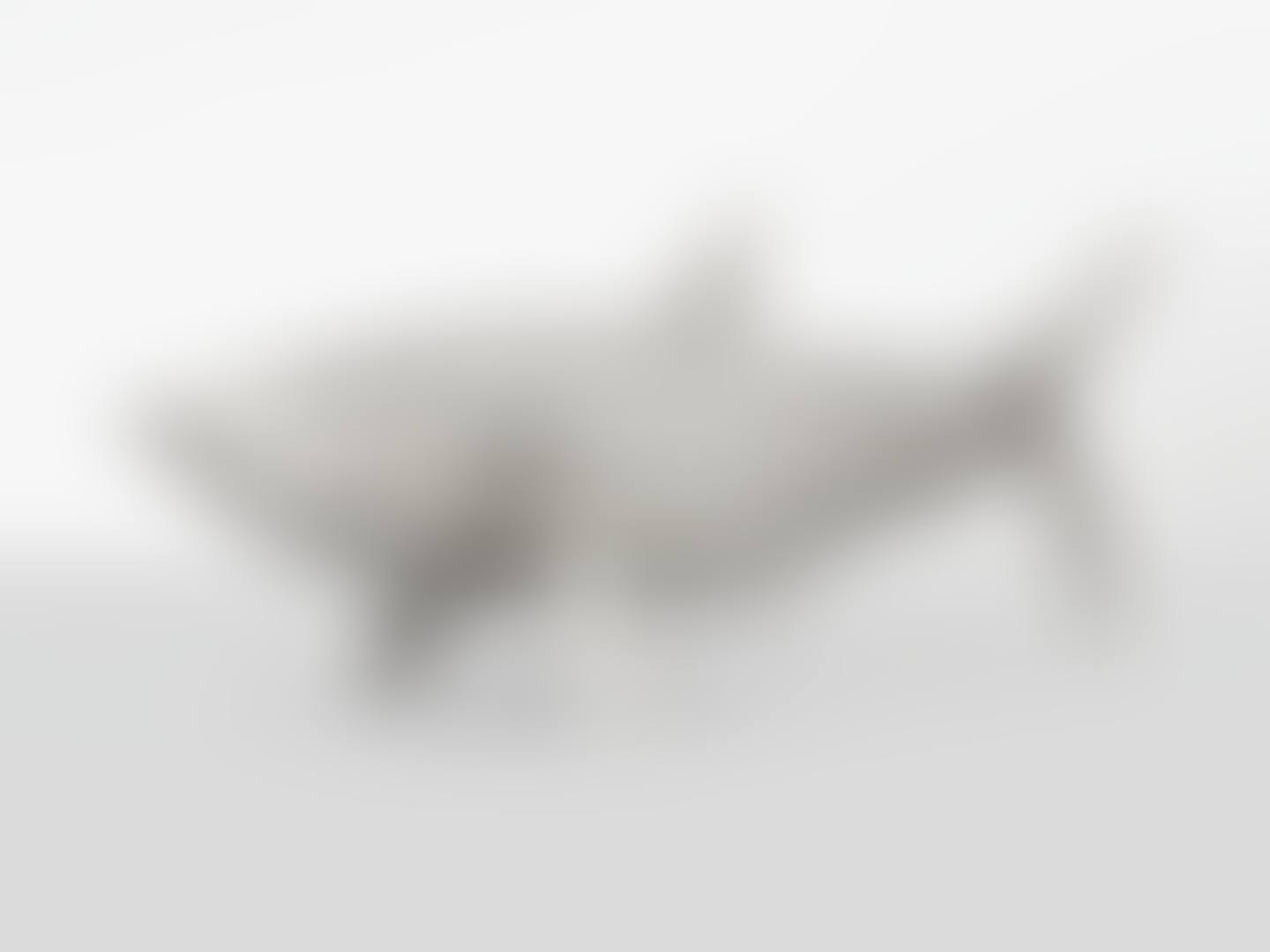 REQUIN MOYEN (preview)