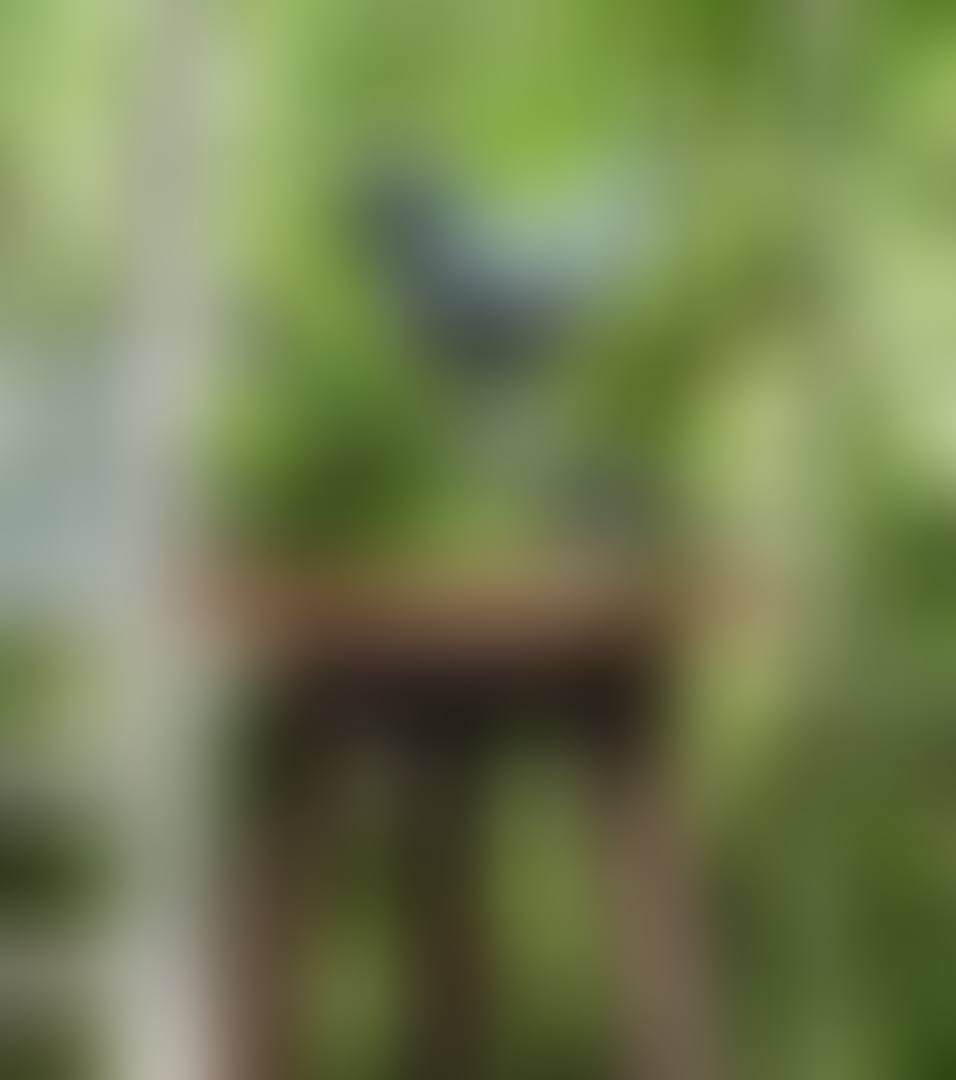 PETIT OISEAU DE PETER (preview)