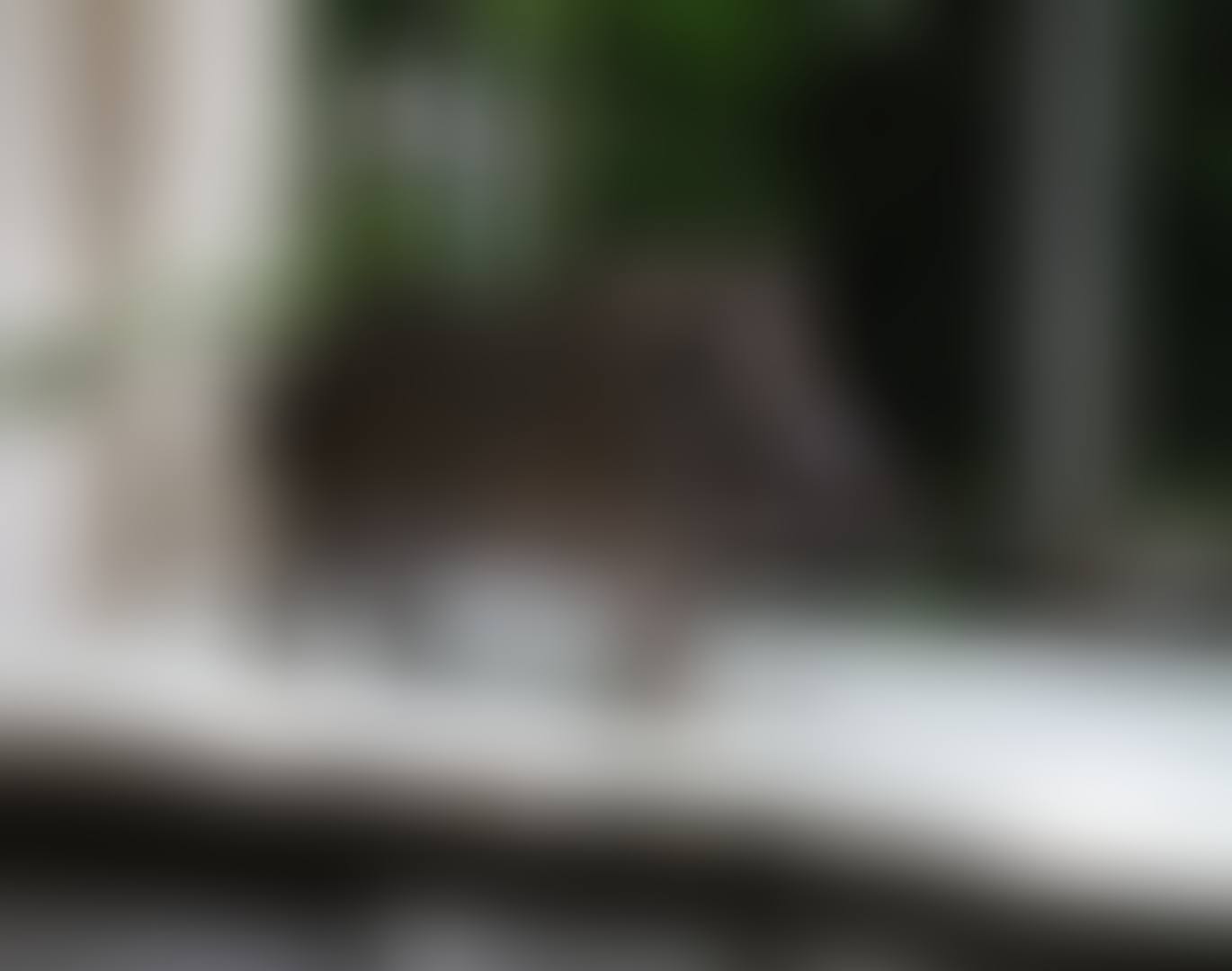 PETIT SANGLIER II (preview)