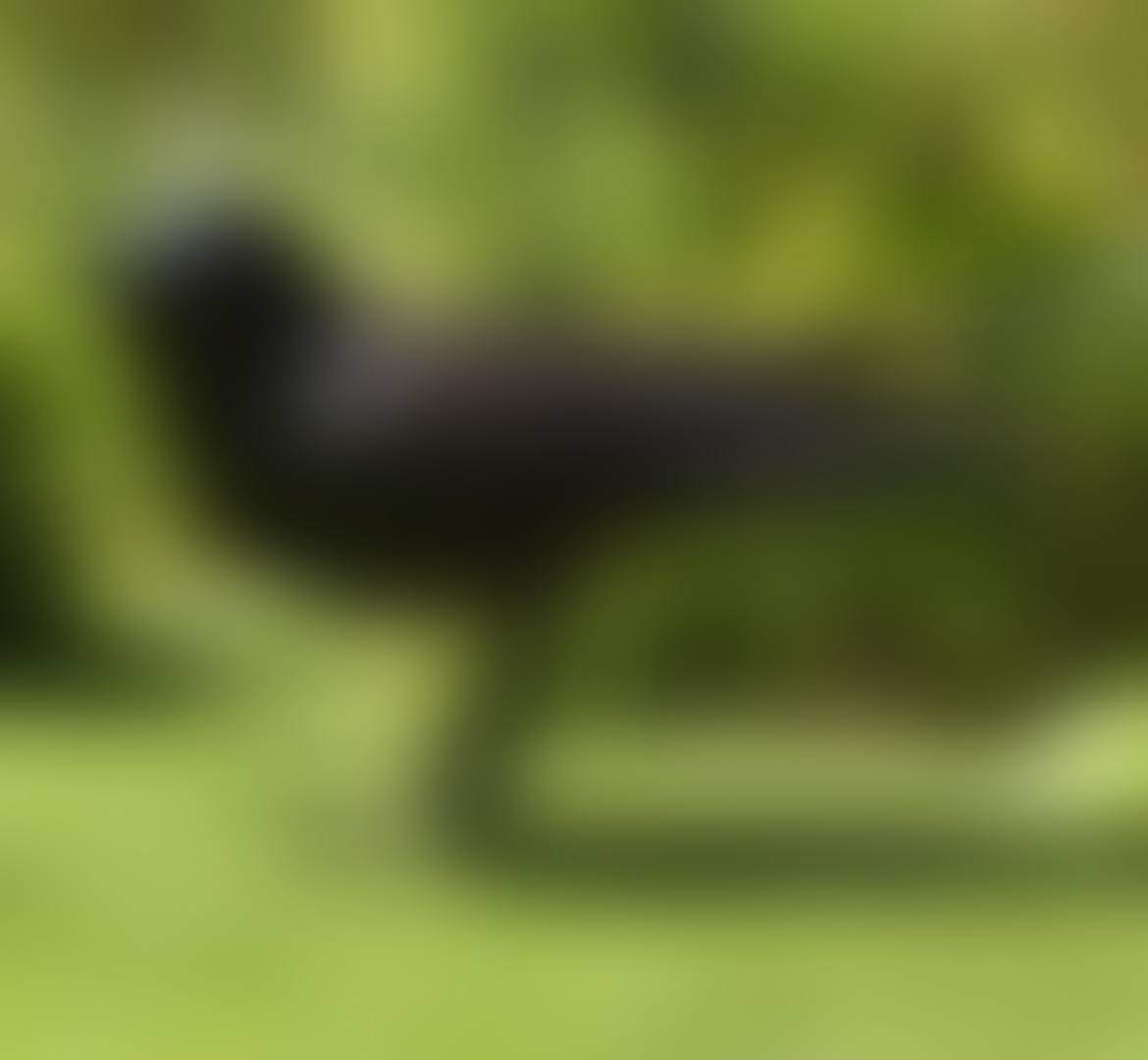 OISEAU DE JARDIN II (preview)