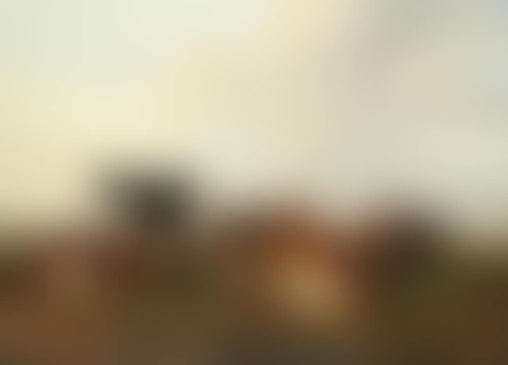 A group of six cows in Canterbury Meadows (preview)