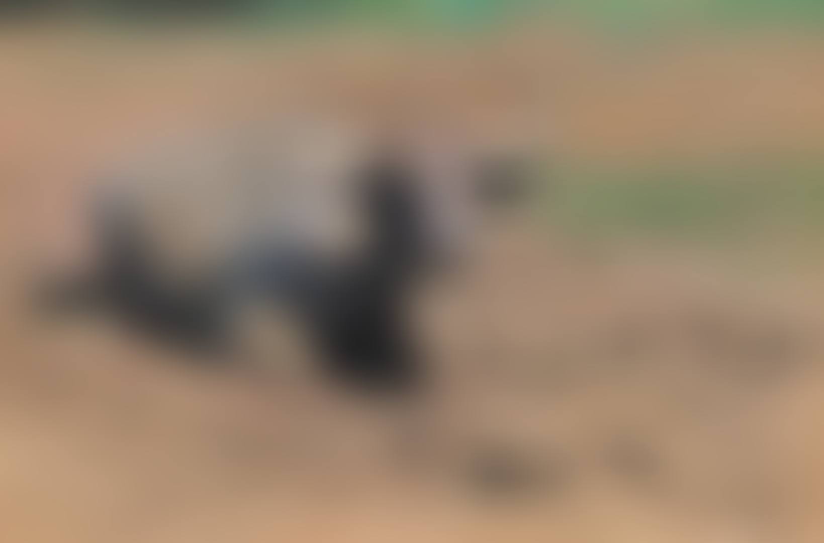 Resting Buffalo (preview)