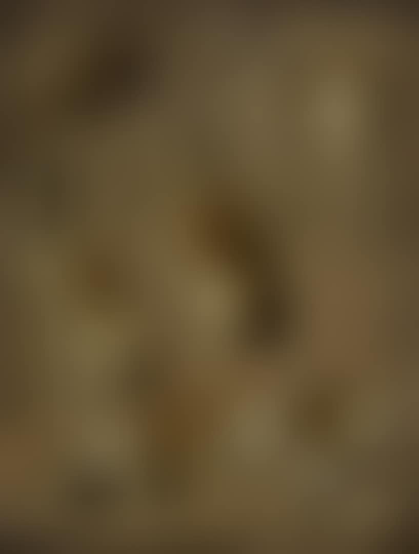 SEVERAL STUDIES OF A DOG, PROBABLY A GREYHOUND (preview)
