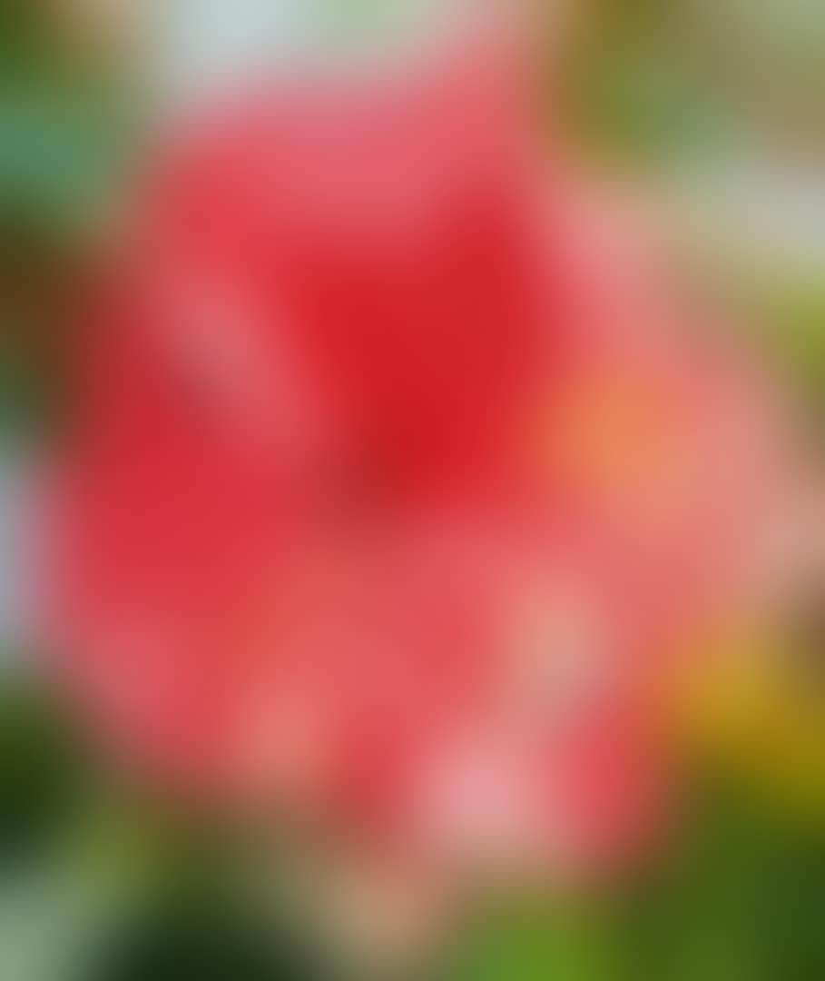 MORE POINTS ON THE EDGE OF THE BLOSSOM (preview)