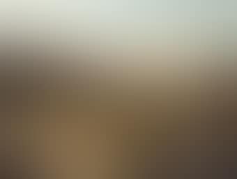 Sheep and cattle in a Highland landscape (preview)