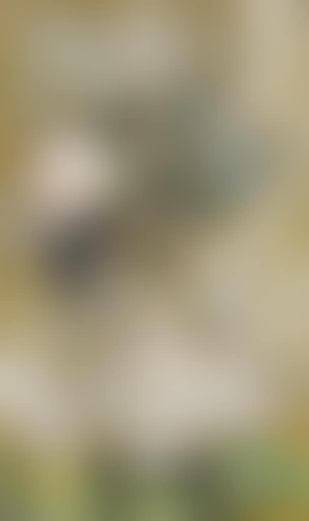 DAHLIA BLANC (preview)