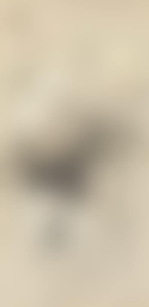 Rooster (preview)