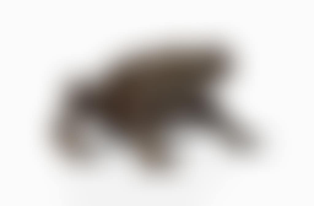 CRAPAUD (preview)