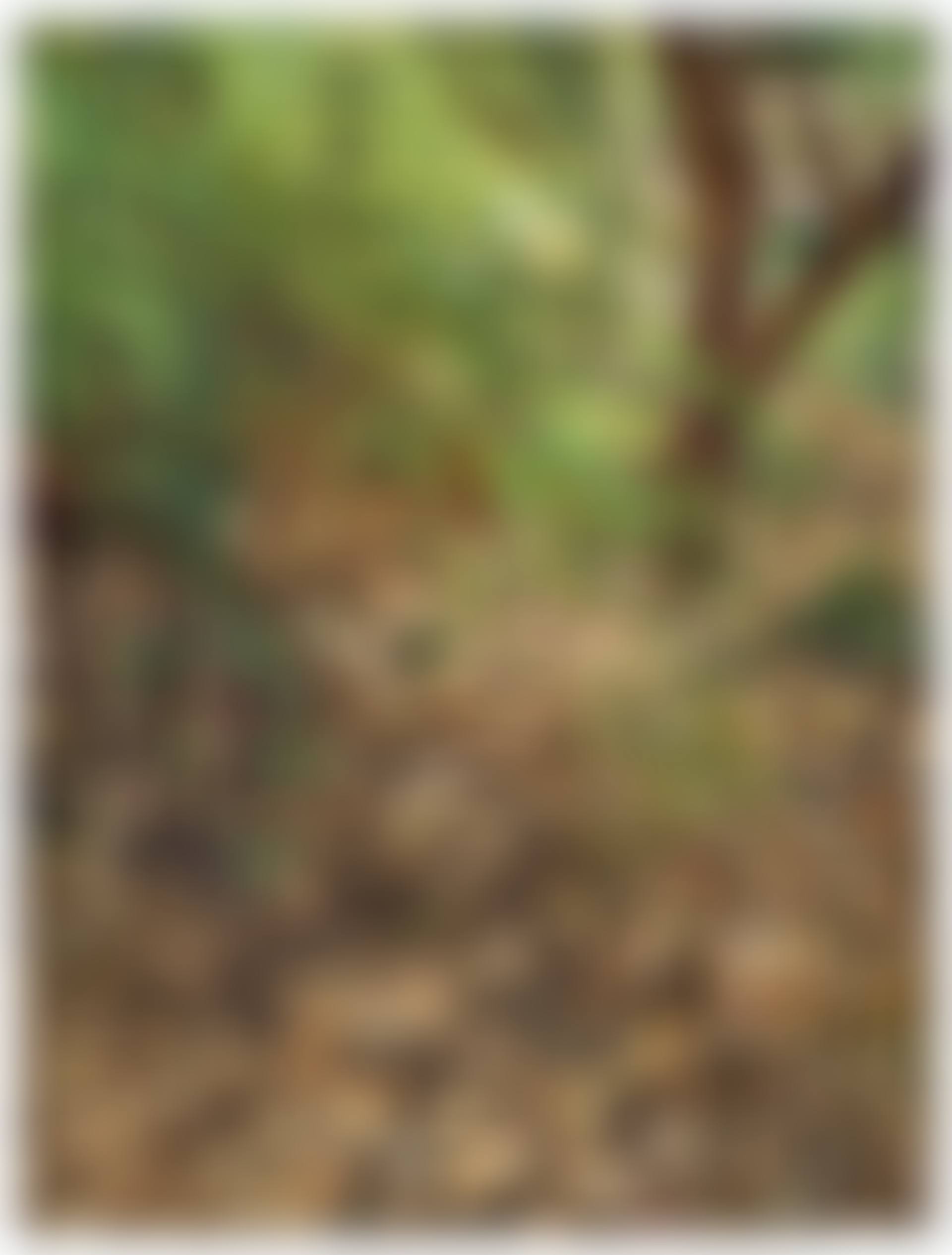 Painter's Garden (preview)