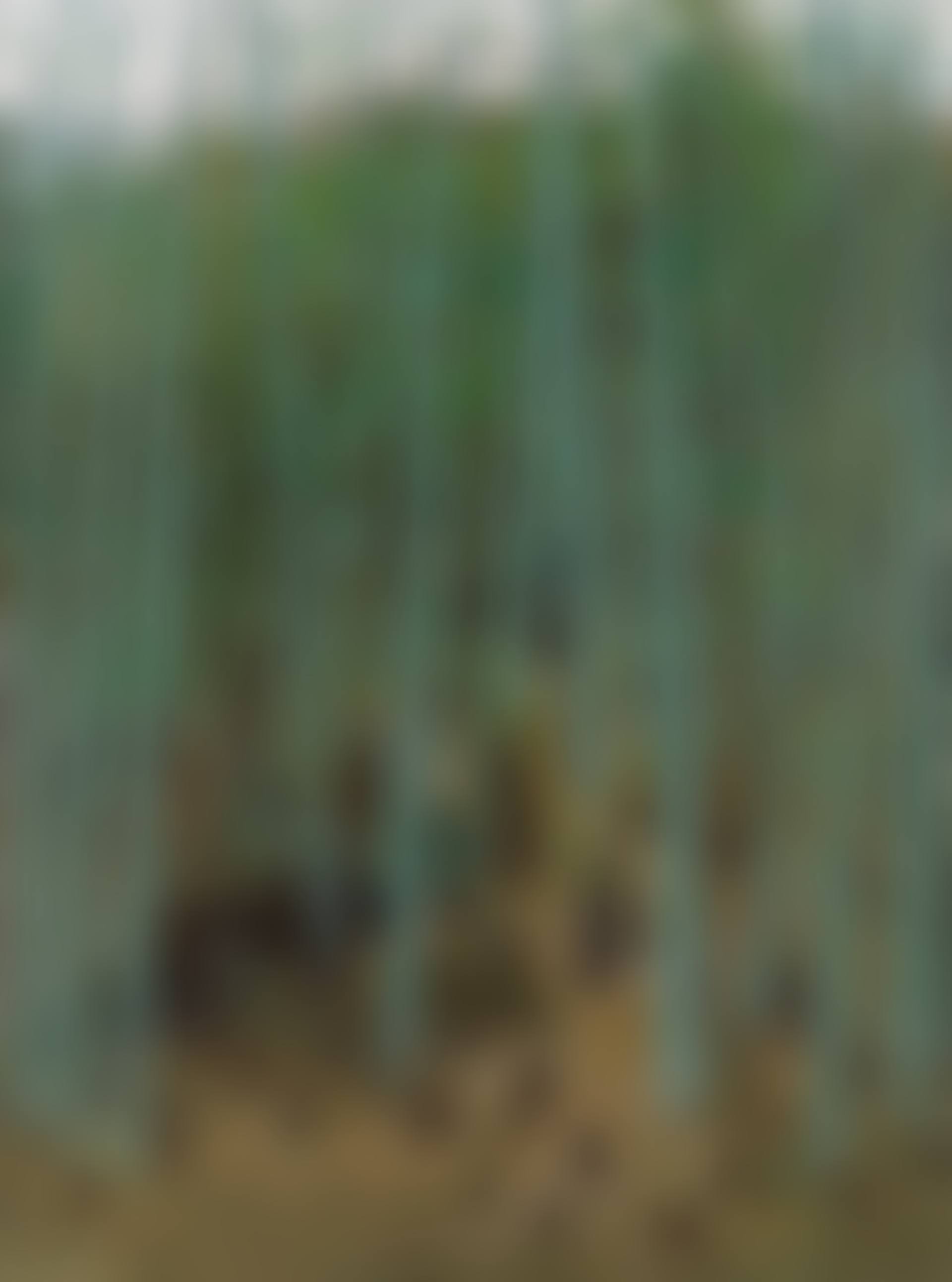 Spring Shoots Among Bamboos (preview)