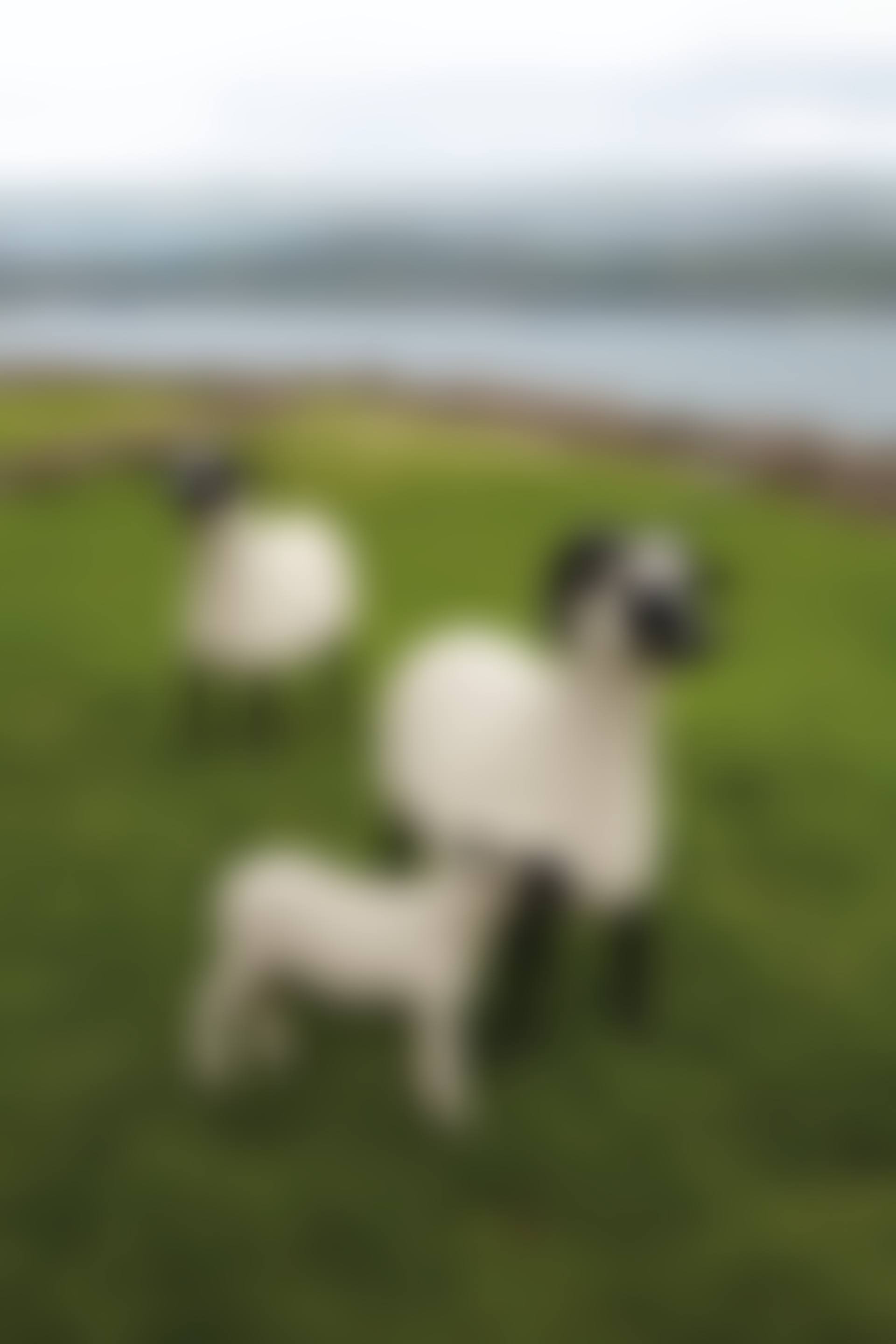 'BÉLIER', 'TRANSHUMANT' AND 'AGNEAU' FROM THE 'NOUVEAUX MOUTONS' SERIES (preview)