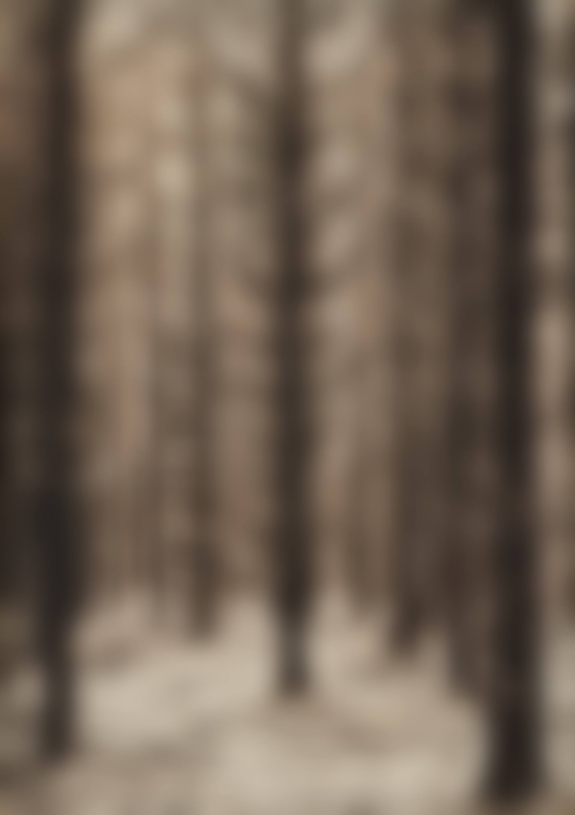 Spätherbst im Fichtenwald (preview)