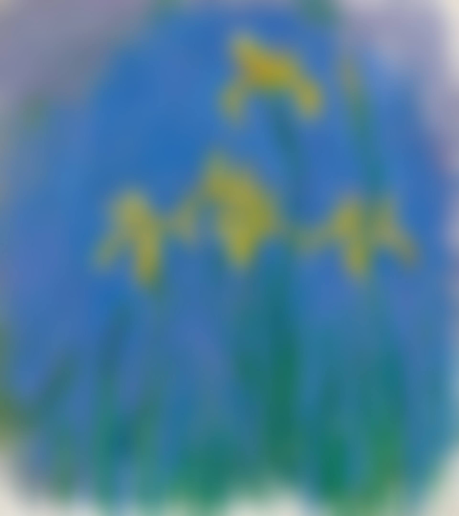 Iris (preview)