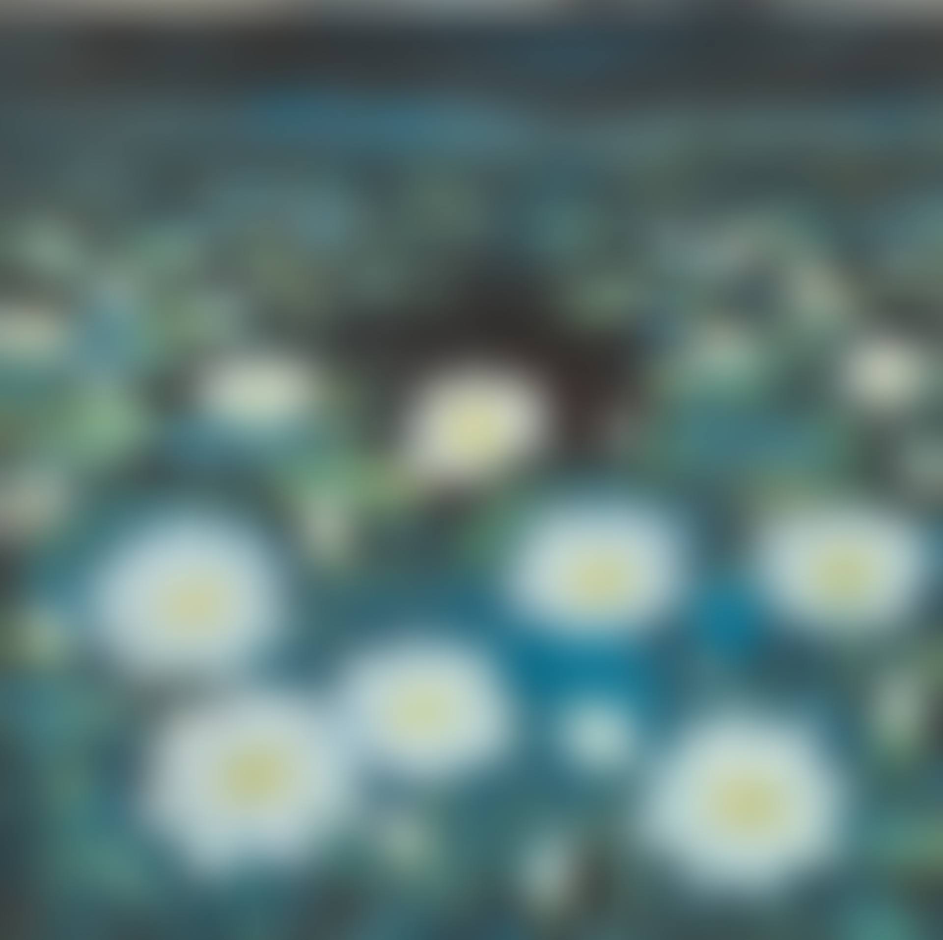 Lotus Pond (preview)