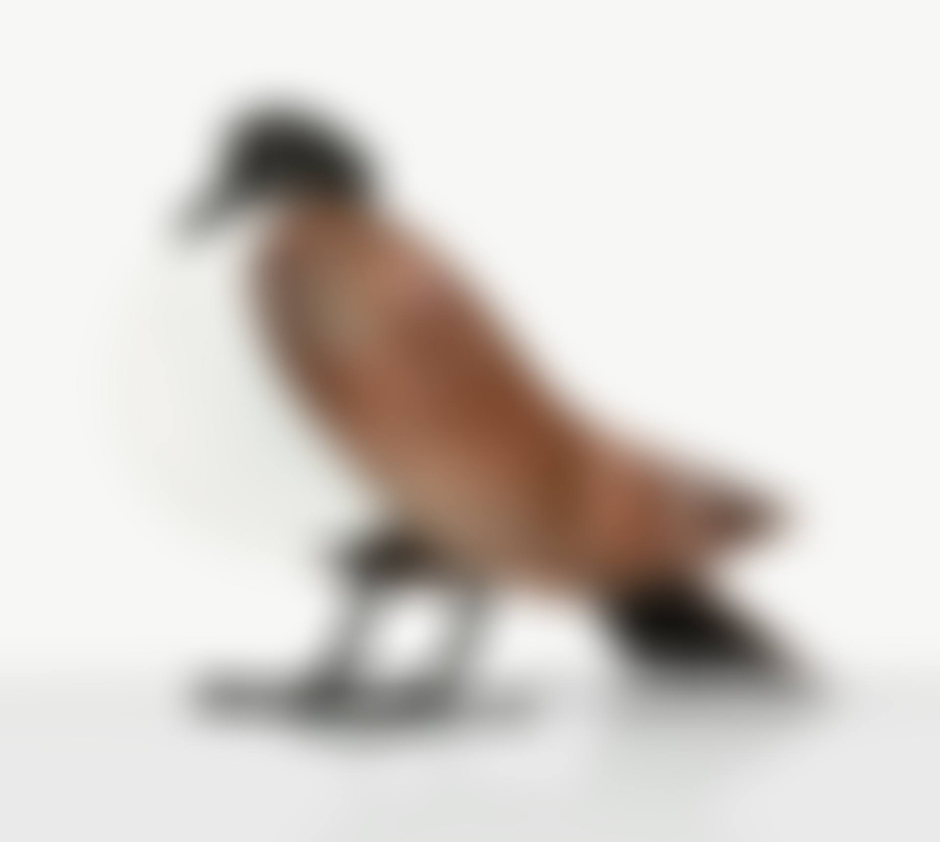 PIGEON LAMP (preview)