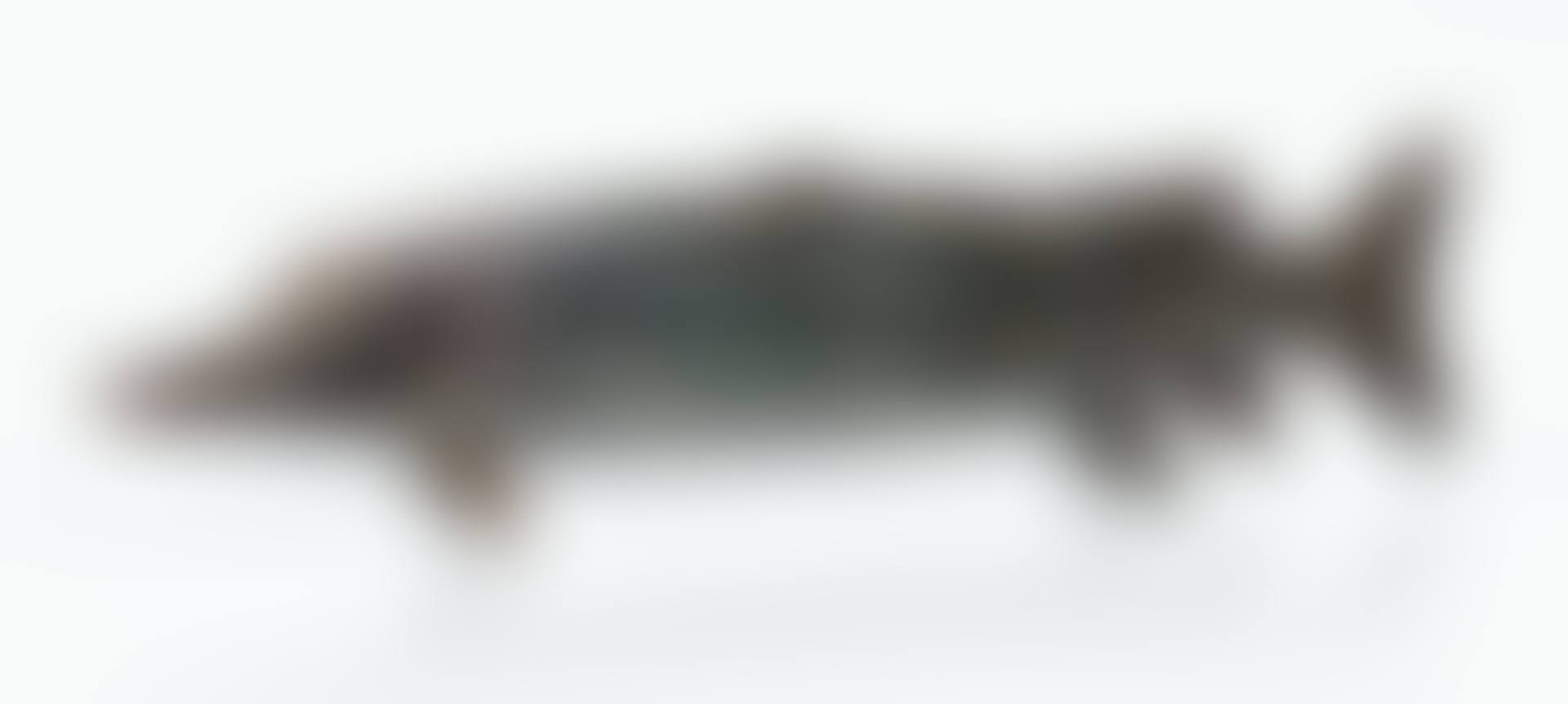 BROCHET (preview)