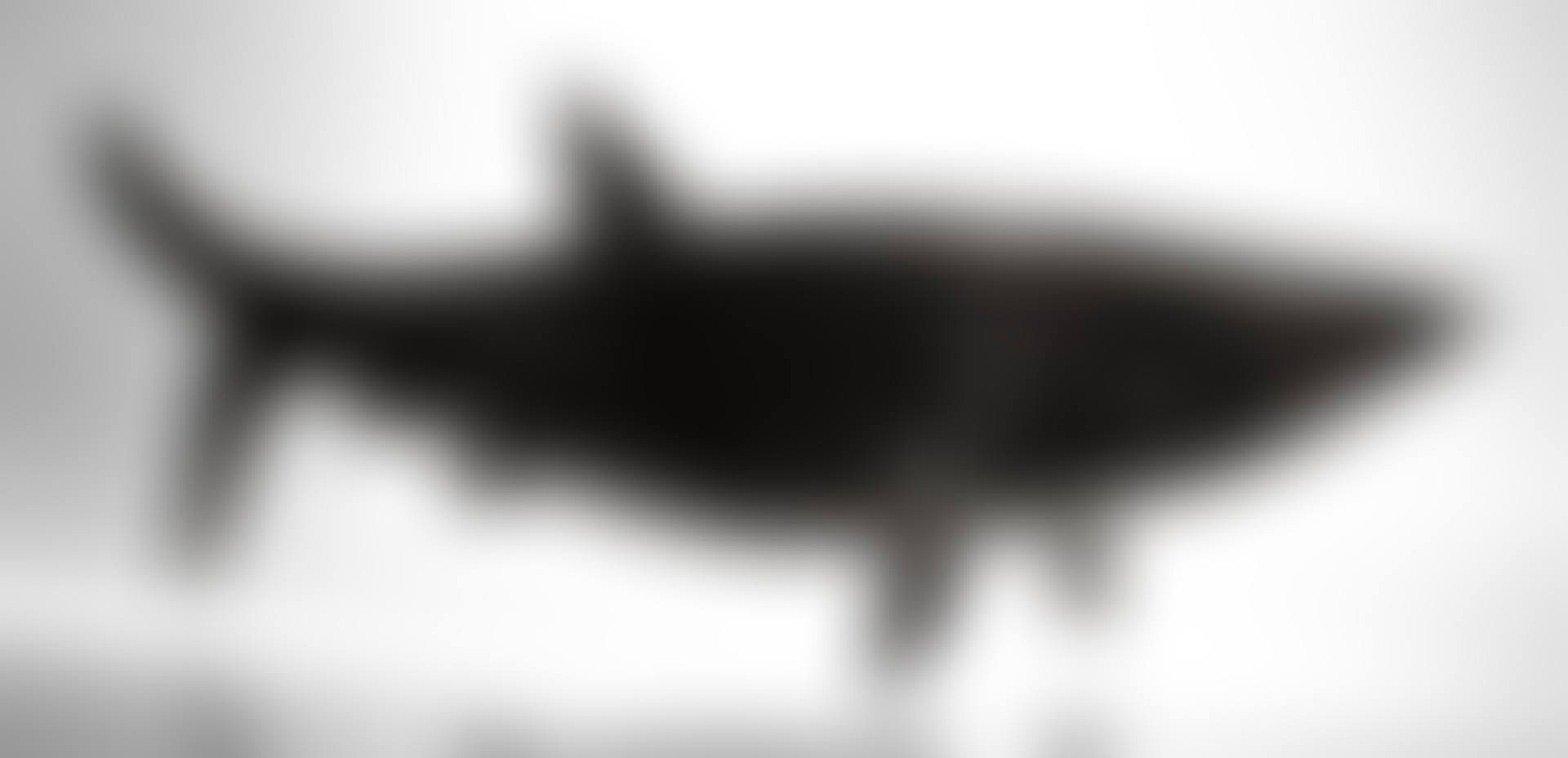 "REQUIN (PETIT)" (preview)