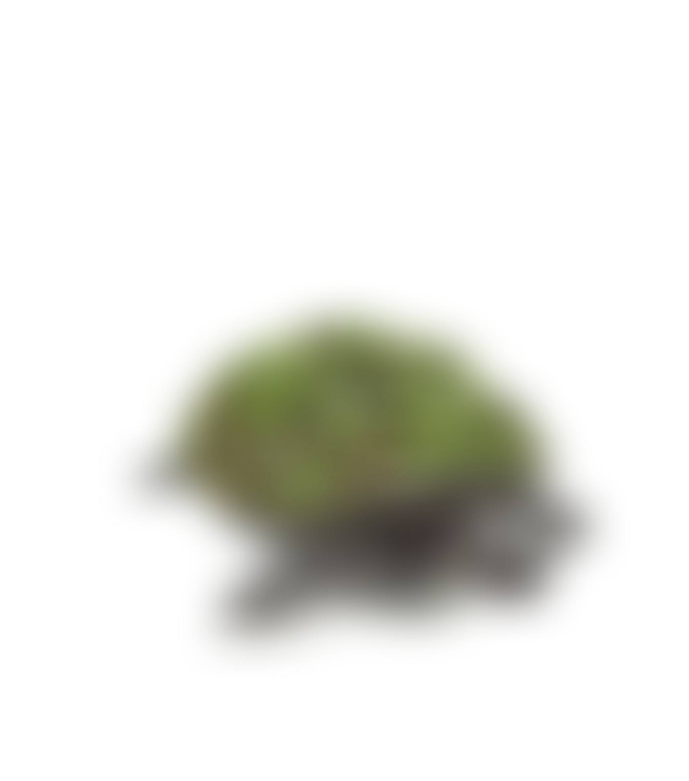 Tortue Topiaire (preview)