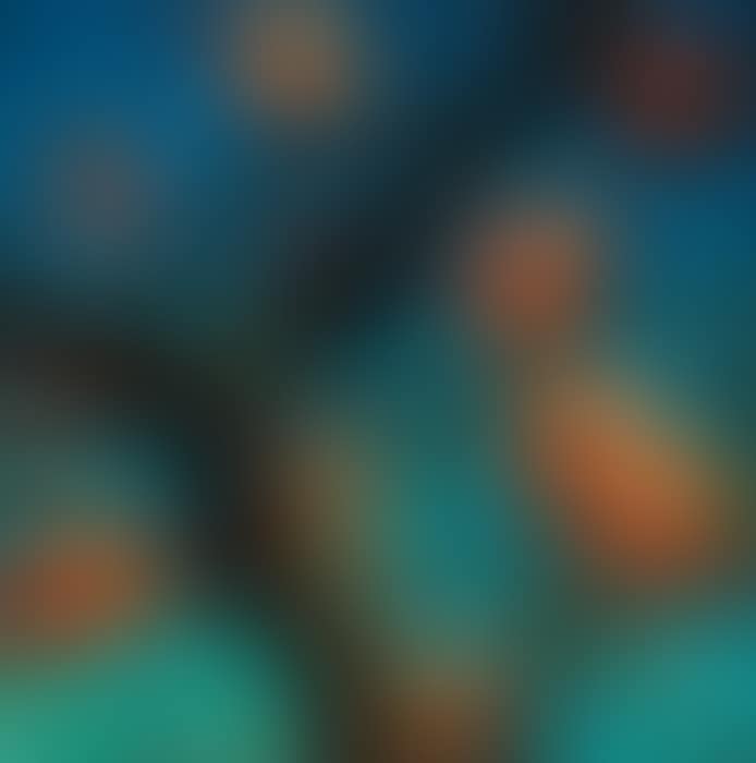 Persimmons (preview)