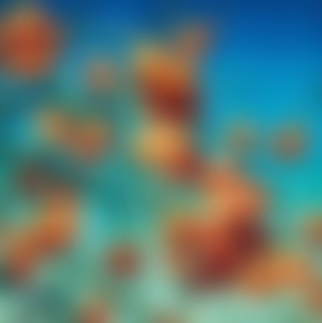 Persimmons (preview)