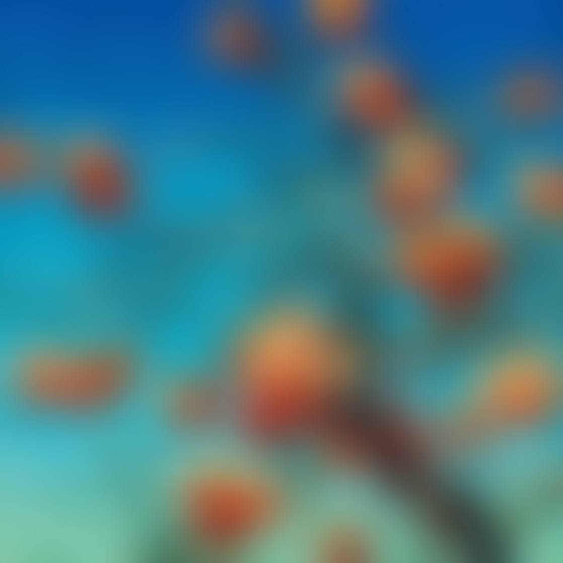 Persimmons (preview)