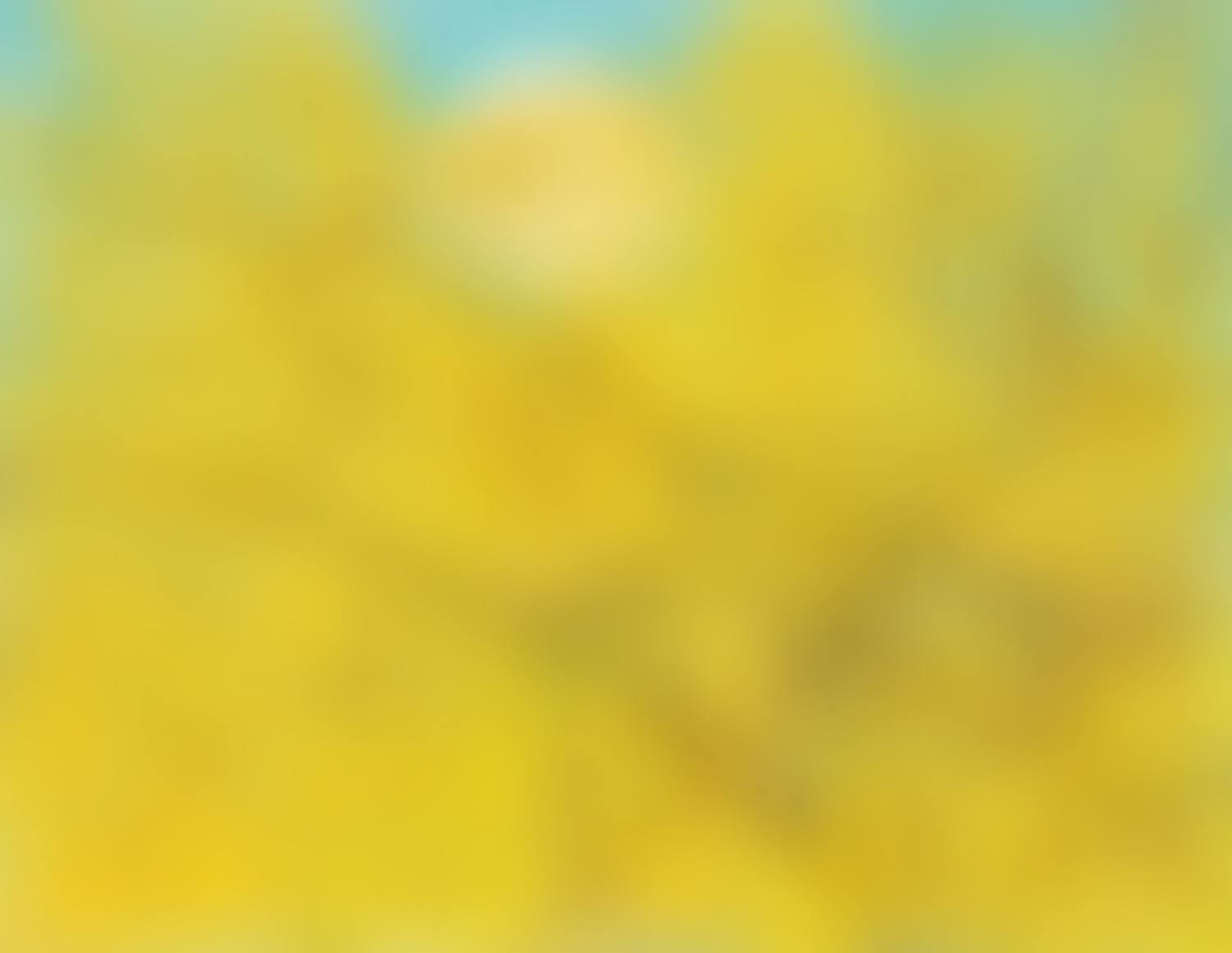 Forsythia and the Moon (preview)