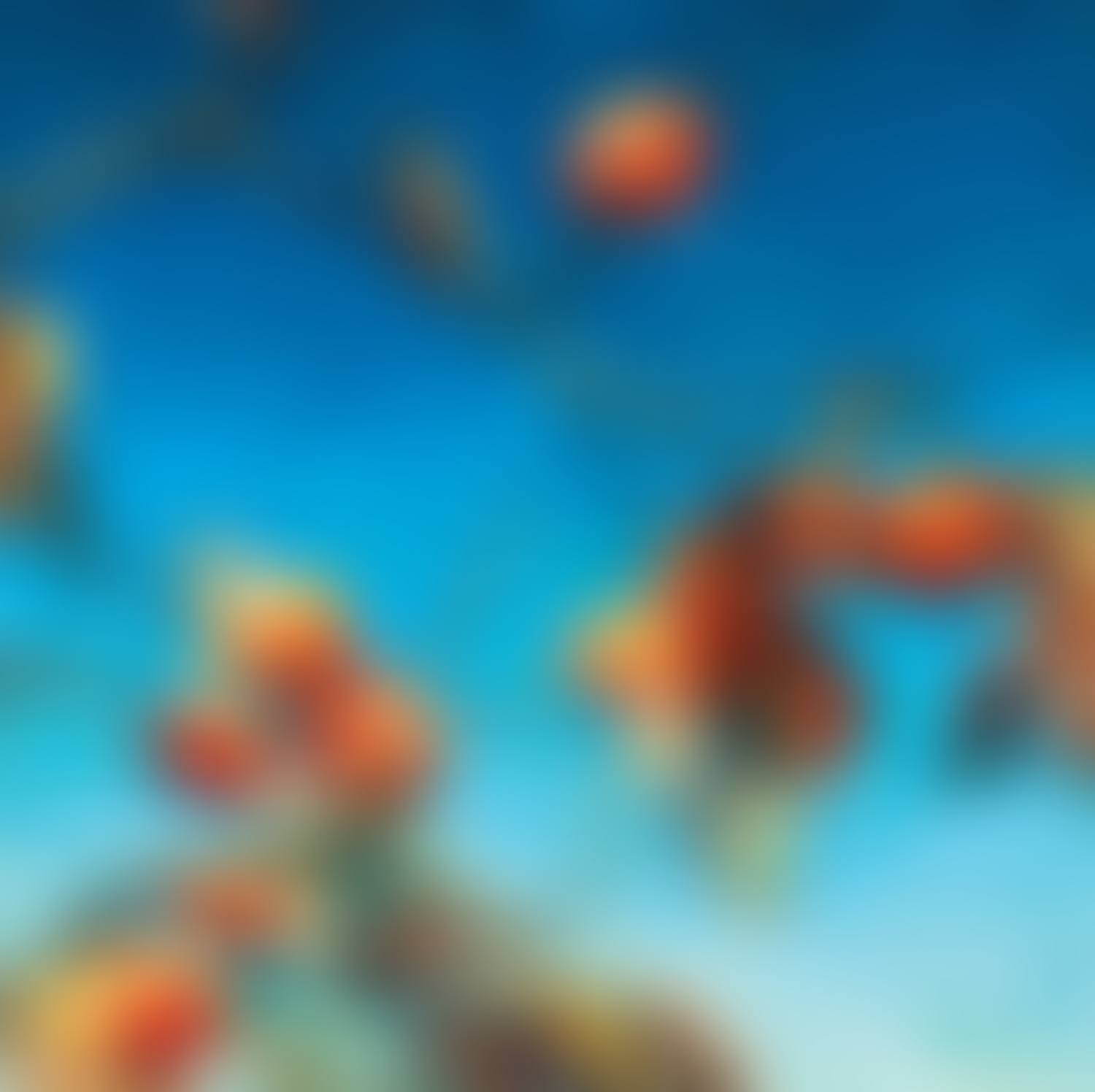 Persimmons (preview)